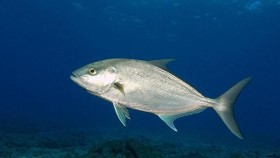 Fish in the deep sea