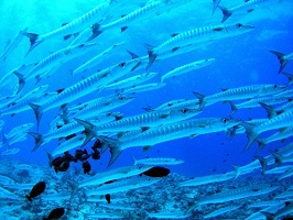 School of fish
